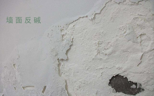 泛碱图片1