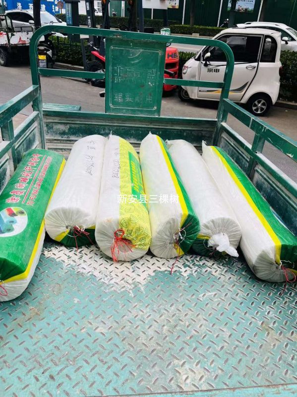 三棵树涂料出库实拍